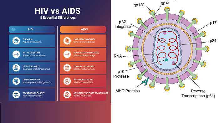 HIV vs AIDS