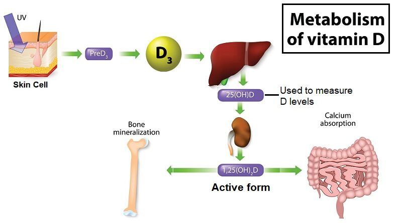 The Essential Role of Vitamin D: More Than Just a Vitamin
