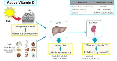 Benefits of Vitamin D, Types and their physiological functions