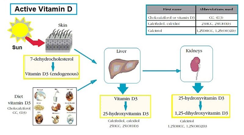 Benefits of Vitamin D, Types and their physiological functions