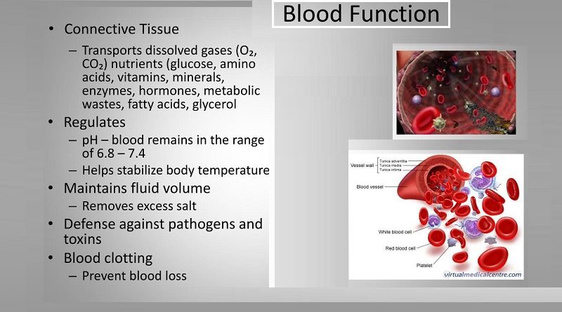 Functions of Blood and its main components