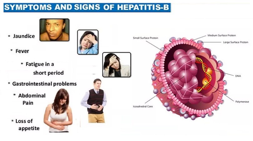 Hepatitis B Infection: Causes, Transmission And Types