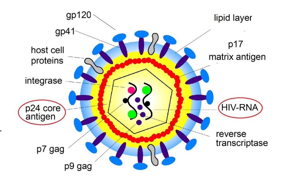 Infection with HIV: Global Prevalence, Causes, Symptoms, and Treatment