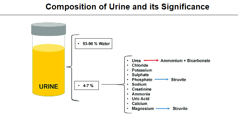 Composition of Urine and its Significance