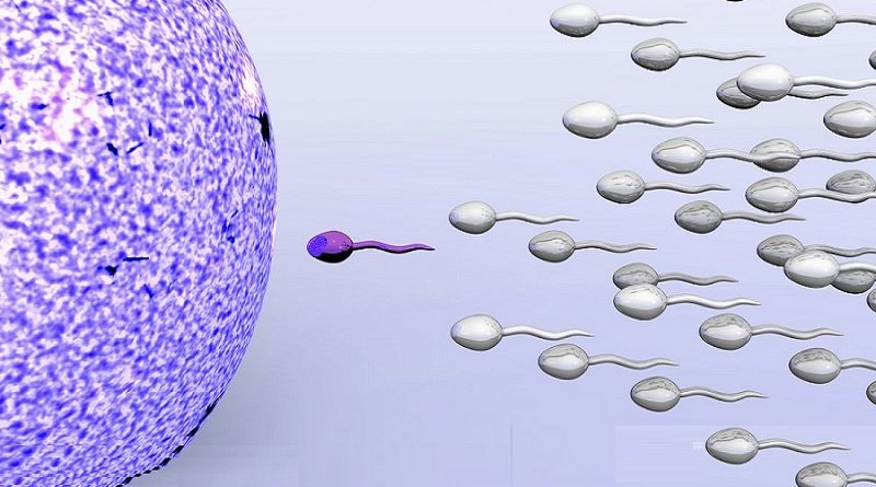 Semen Quality and Fertility: What Every Man Should Know
