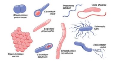 Bacterial Infections: How to Fight Against Harmful Bacteria