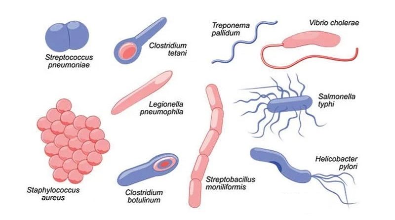 Bacterial Infections: How to Fight Against Harmful Bacteria