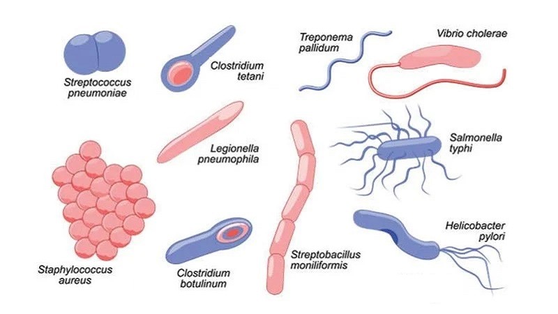 bacterial-infections-how-to-fight-harmful-bacteria-helal-medical