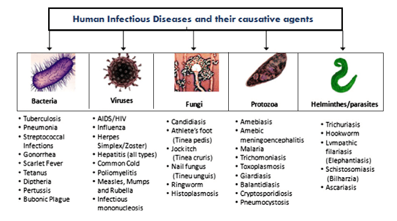 Infectious Diseases: Classification and prevention