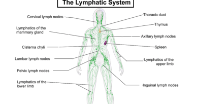 The Lymphatic System