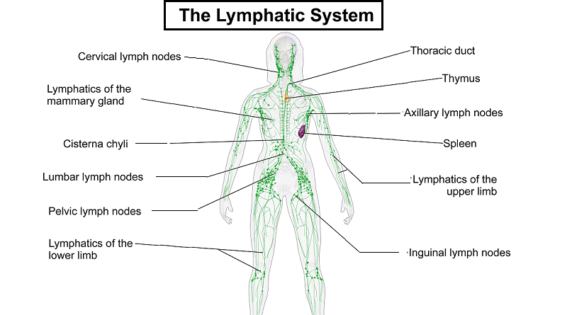 The Lymphatic System