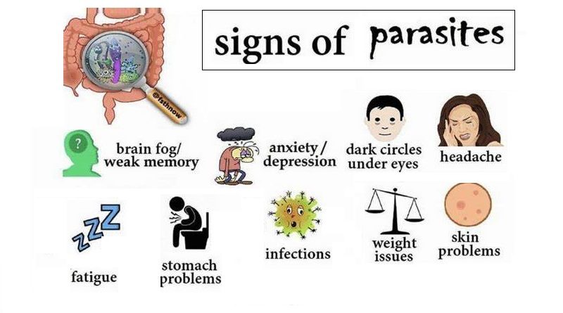 Parasitic Infections