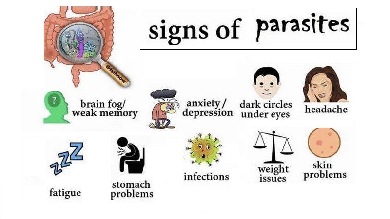 Parasitic Infections What You Need To Know Helal Medical
