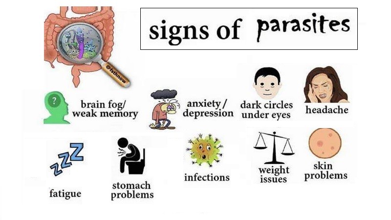 parasitic-infections-what-you-need-to-know-helal-medical