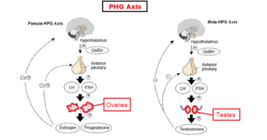 Testosterone Role in Libido in Men and Women: for Medical Practitioners