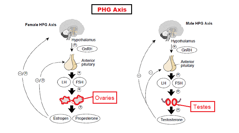 Testosterone Role in Libido in Men and Women: for Medical Practitioners
