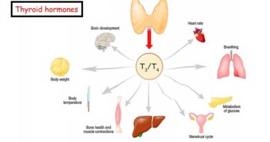 Thyroid Function Testing and Interpretation