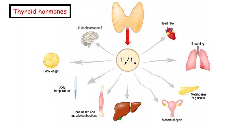 Thyroid Function Testing and Interpretation
