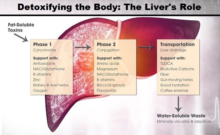 Detoxifying the Body: The Liver's Role
