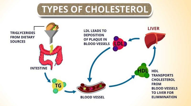 Getting a Lipid Profile Test: Learn About Your Cholesterol, HDL, LDL, and Triglyceride Levels. Knowledge is Power!