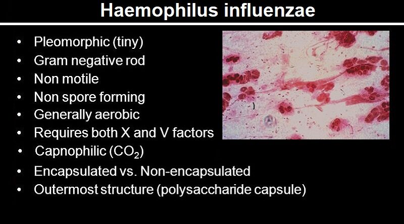Haemophilus influenzae: The Basics
