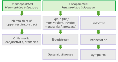 Haemophilus Influenzae and its Impact on Human Health