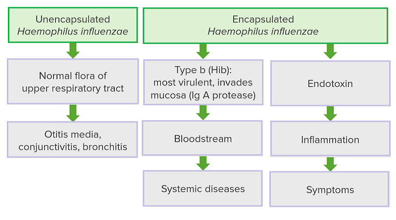 Haemophilus Influenzae and its Impact on Human Health