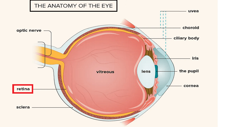 Retinal Diseases: Types, Causes, and Symptoms