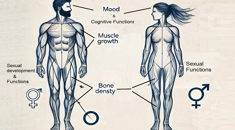 testosterone functions