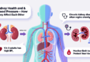 kidney and blood pressure