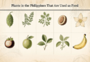 Plants in the Philippines That Are Used as Food (As Is or After Processing)