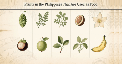 Plants in the Philippines That Are Used as Food (As Is or After Processing)